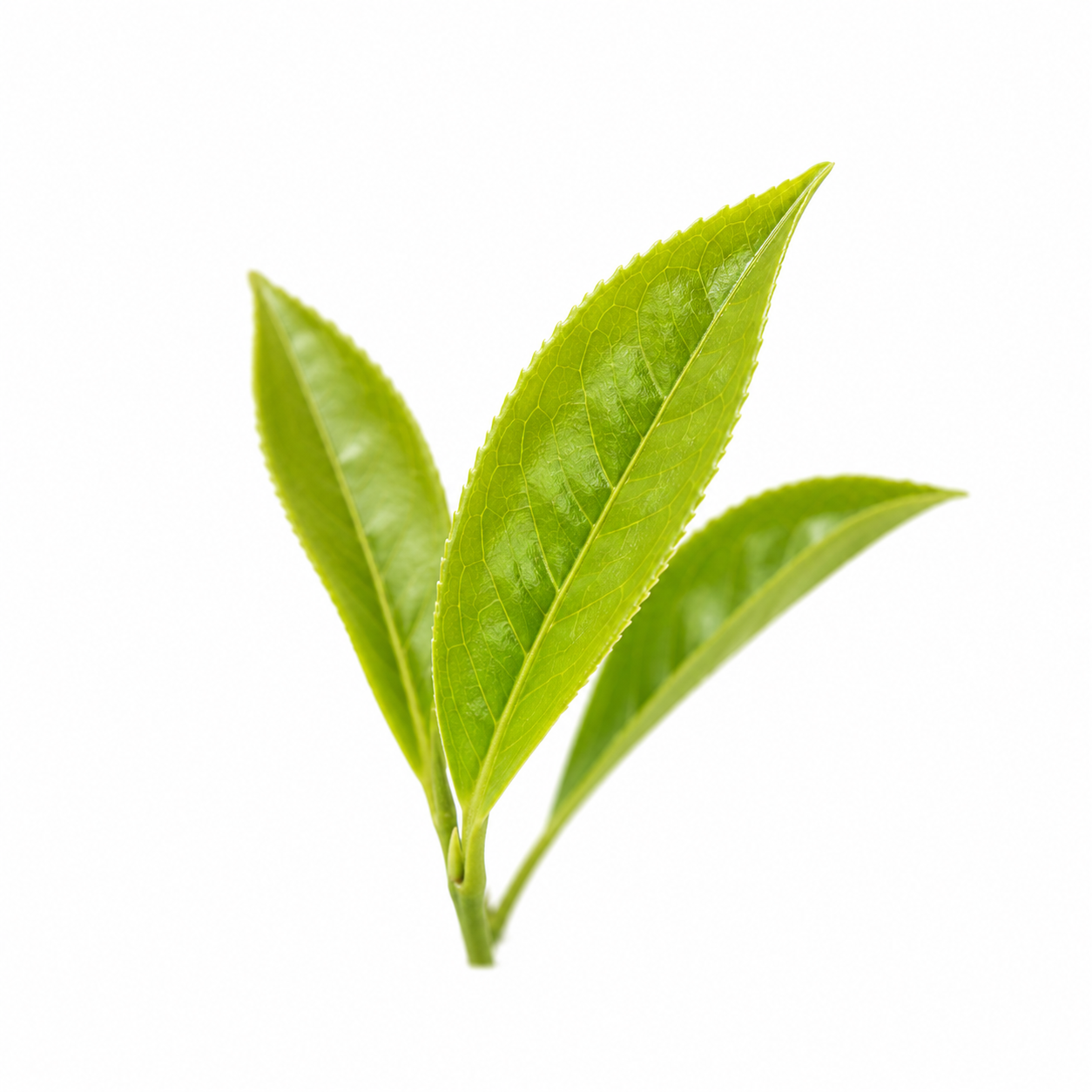 Fresh green tea leaves (Camellia sinensis)